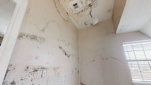 Best Emergency Mold Remediation  in Kula, HI