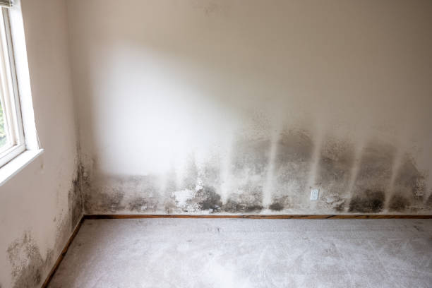 Dehumidification Services in Kula, HI